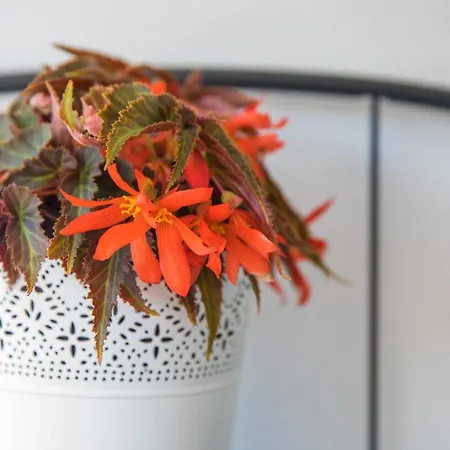 Mario Star Dubrovnik