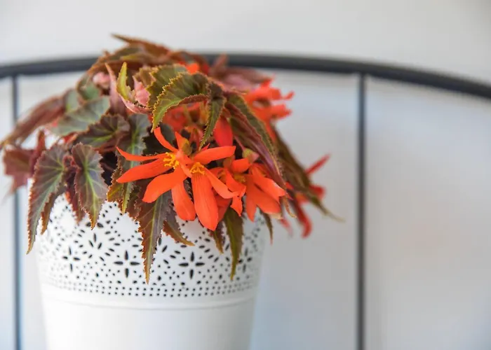 Mario Star Dubrownik